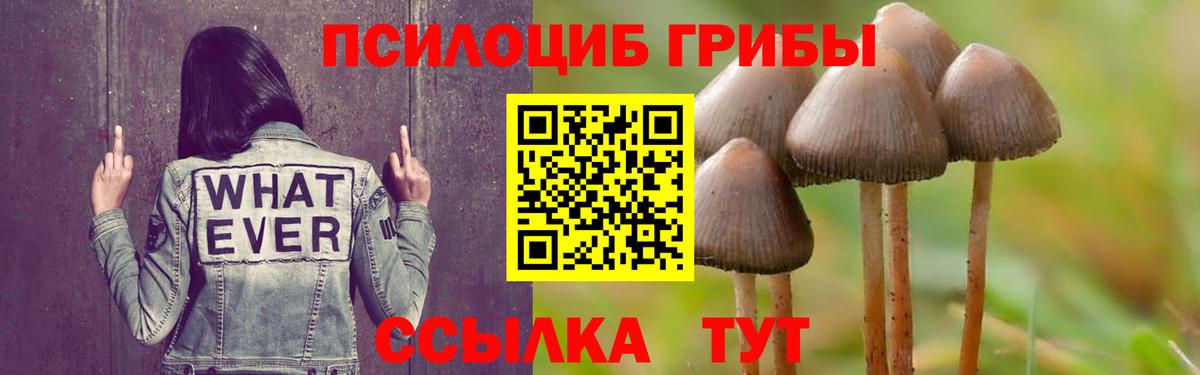 Чусовой  Галлюциногенные грибы Cubensis  Вход с VPN 